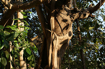 banyan tree at anamika